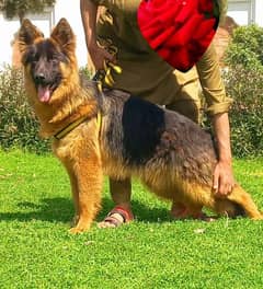 Black german best sale shepherd olx