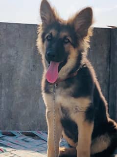 Need GSD male for stud