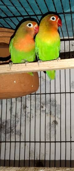 love birds breeder pair healthy and ective