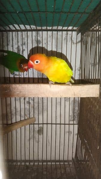 love birds breeder pair healthy and ective 2