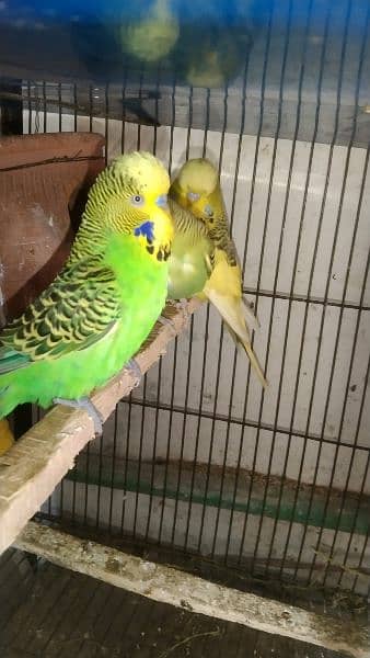 love birds breeder pair healthy and ective 4