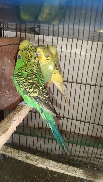 love birds breeder pair healthy and ective 5