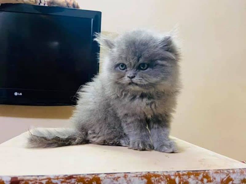 PERSIAN kittens available . PLAYFUL 2