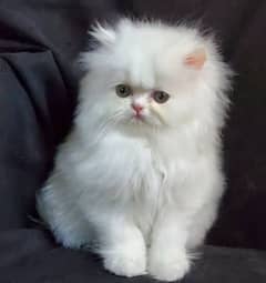 PERSIAN PLAYFUL KITTENS Available