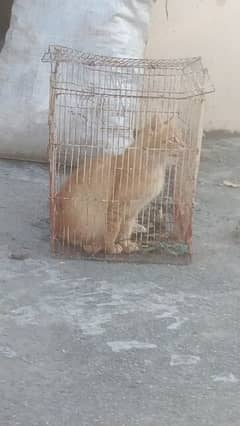cat for sale