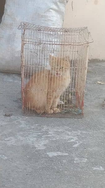 cat for sale 1