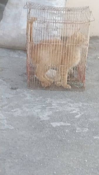cat for sale 3