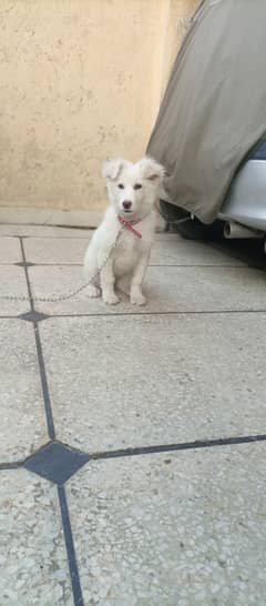 Dogs for sale in hot sale olx