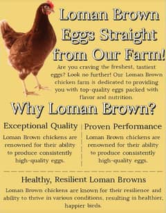 Fresh Organic  Eggs - Just 500/dozen