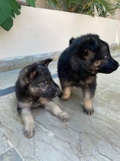german shepherd puppies pair ( age 45 days)