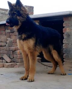 Jarman safed dog sale sales olx