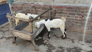 Goat | baby goats | Desi Bakra | Bakra | goat for sale