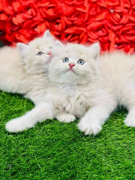 pure persian kittens for sale. Cash on delivery 0