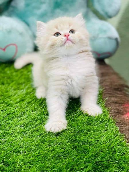 pure persian kittens for sale. Cash on delivery 1