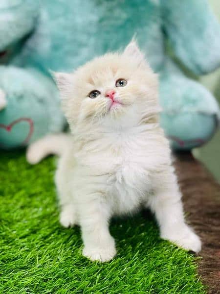 pure persian kittens for sale. Cash on delivery 2