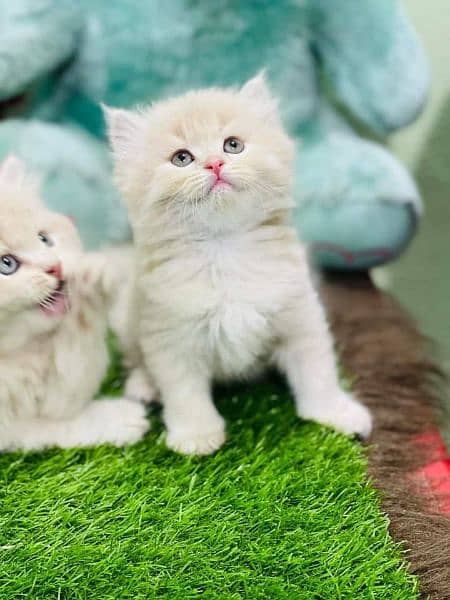 pure persian kittens for sale. Cash on delivery 3