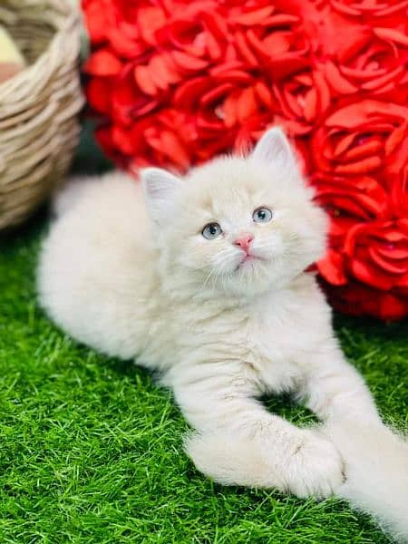 pure persian kittens for sale. Cash on delivery 4