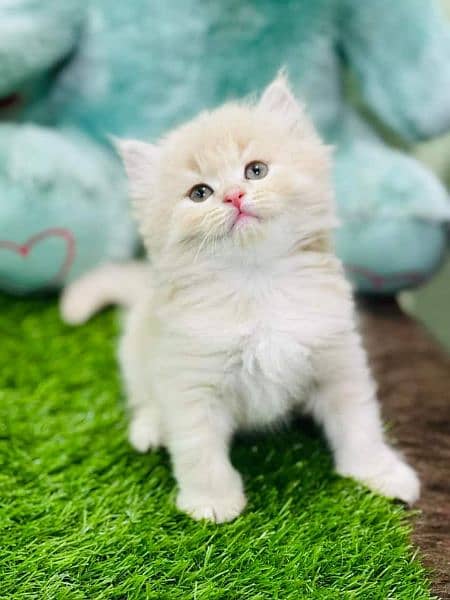 pure persian kittens for sale. Cash on delivery 5
