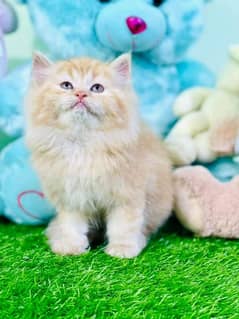 pure breed kittens punch face very cute. Cash on delivery