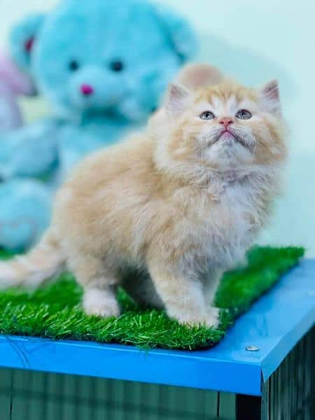 pure breed kittens punch face very cute. Cash on delivery 1