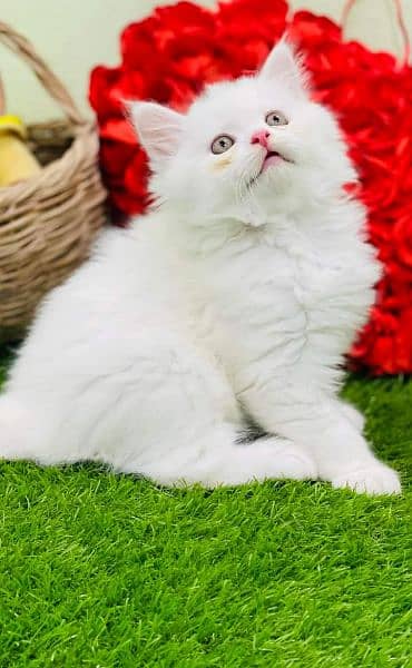 pure breed kittens punch face very cute. Cash on delivery 5