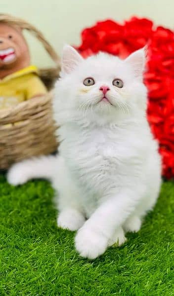 pure breed kittens punch face very cute. Cash on delivery 7