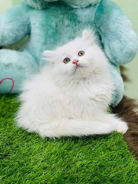 pure breed kittens punch face very cute. Cash on delivery 10