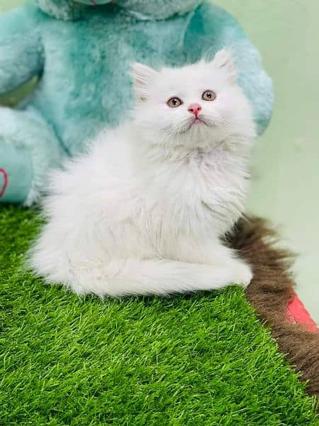pure breed kittens punch face very cute. Cash on delivery 11