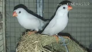 snow white finches breeder pairs
