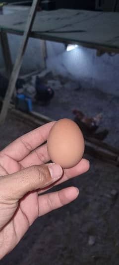 Lohman Brown Fertile Egg 0