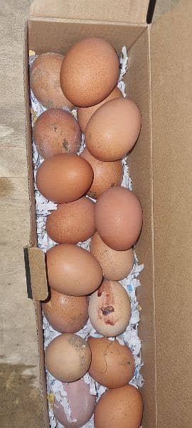 Lohman Brown Fertile Egg 1