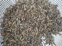 Black soldiers fly larvae live (bsfl) 1000/kg