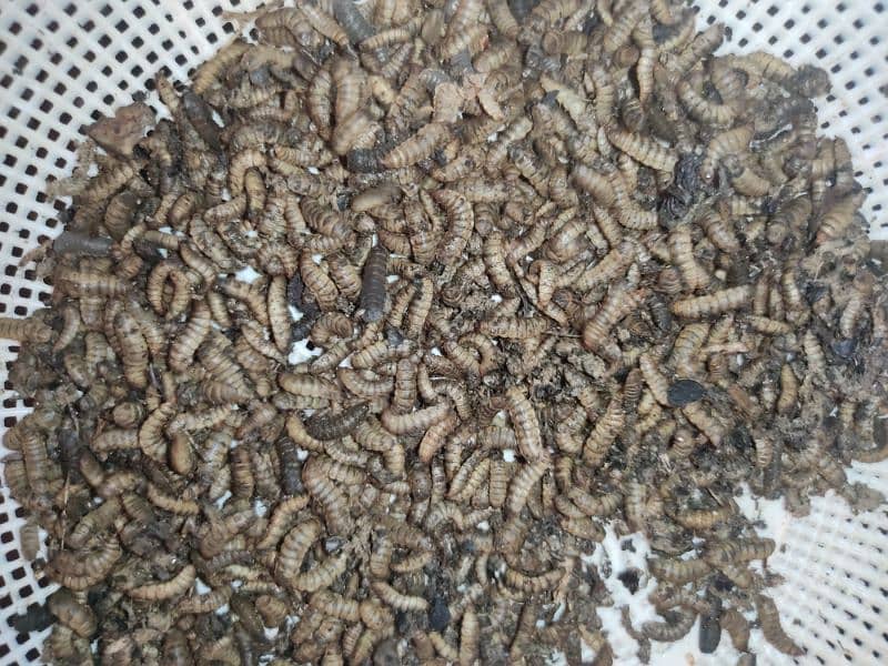 Black soldiers fly larvae live (bsfl) 1500/kg 0