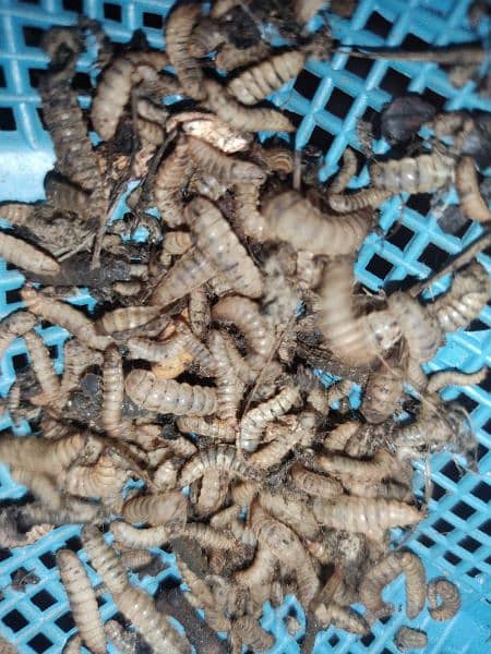 Black soldiers fly larvae live (bsfl) 1500/kg 1