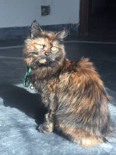 mix Persian cat