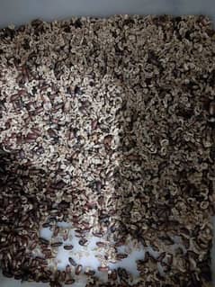 live Mealworms 1.00 Rs/pcs - whatsapp only