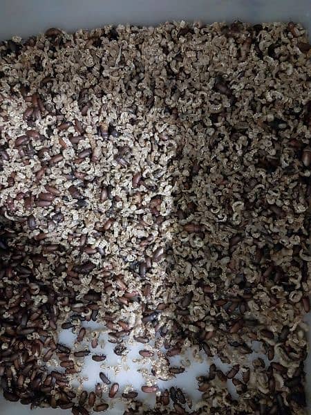 live healthy and active Mealworms 1.5 Rs/pcs 0