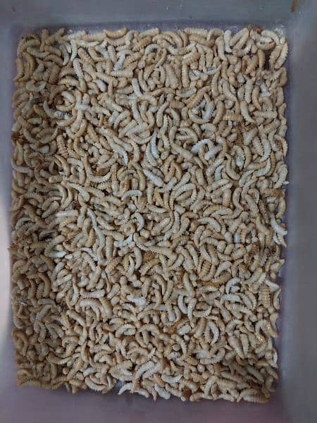 live healthy and active Mealworms 1.5 Rs/pcs 1