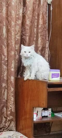 Persian triple coat  male cat