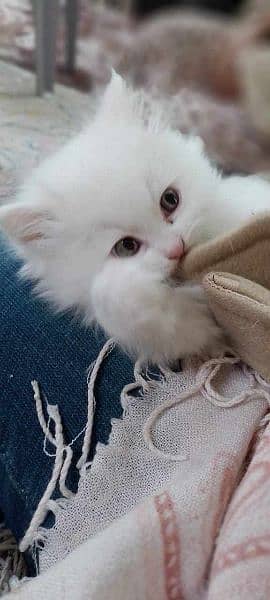 Persian kitten for sale 4
