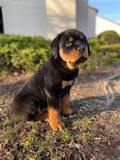 Rottweiler best sale in olx