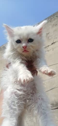 Persian cats kittens