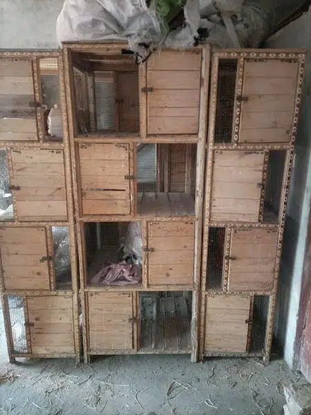 Cage pinjra love bird pigeon java finch
