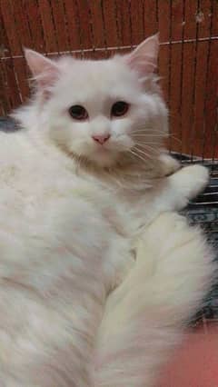 cat for sale home cat  full trand name manoo 0