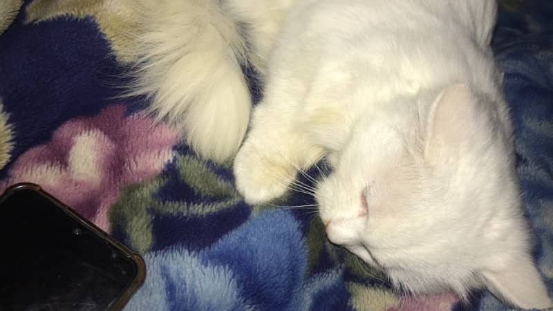 cat for sale home cat  full trand name manoo 3