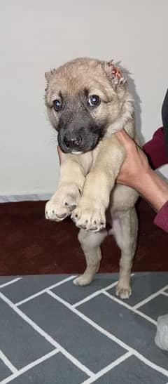 Kangal sales dog olx