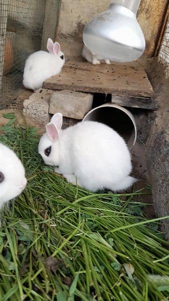 hotot rabbit bunnies for sale 0