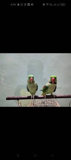 Raw parrots (Pair)
