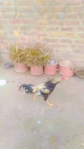 2 cook for sell very active and aseel eggs by hy 150 k ak hy 0
