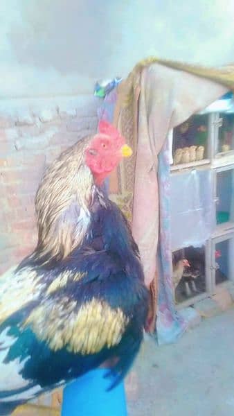 2 cook for sell very active and aseel eggs by hy 150 k ak hy 1